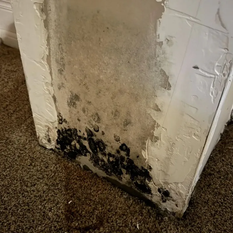 Professional Mold Removal in Monterey, VA